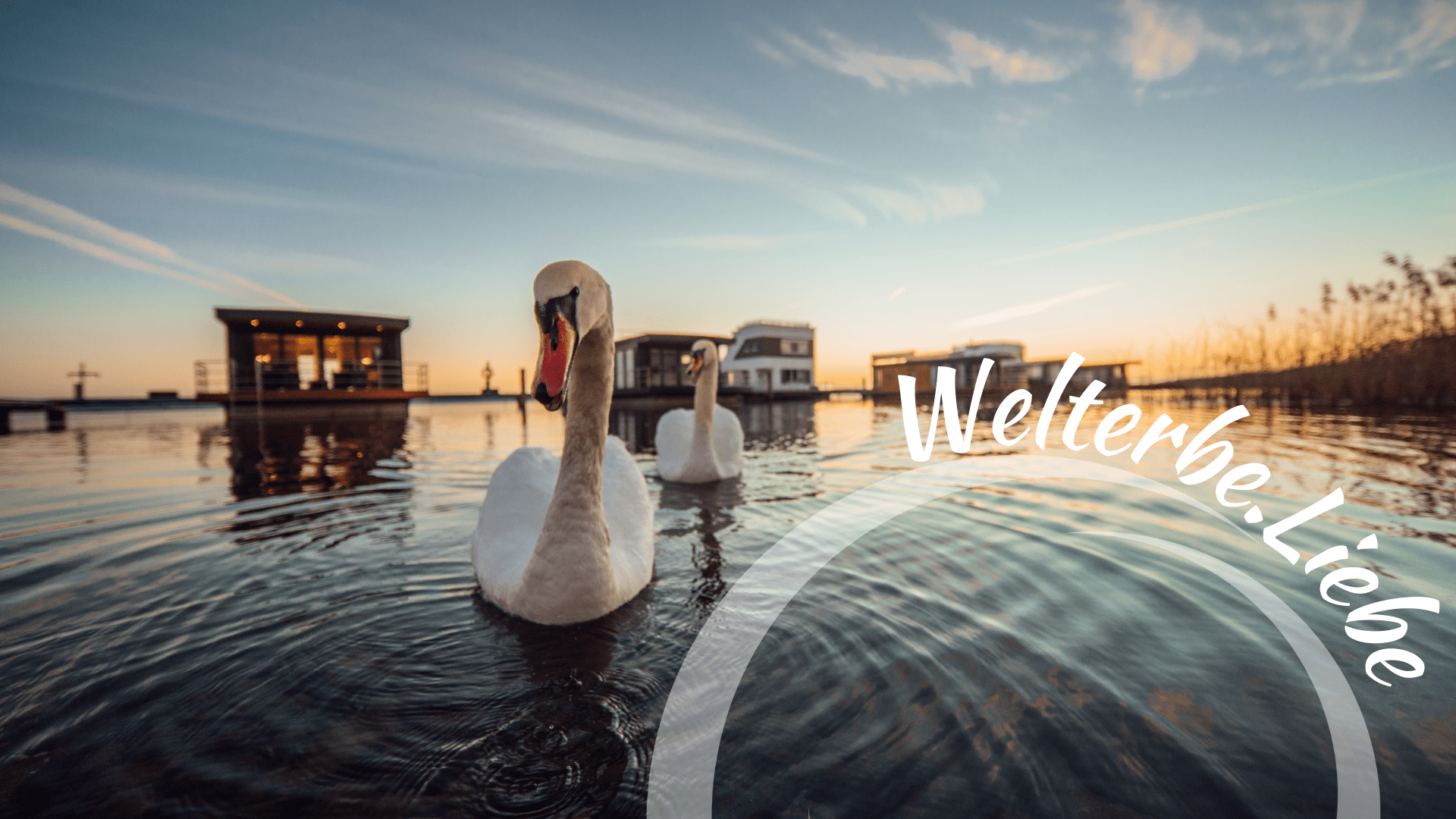 Schwimmende Häuser auf dem Goitzschesee mit Schwänen