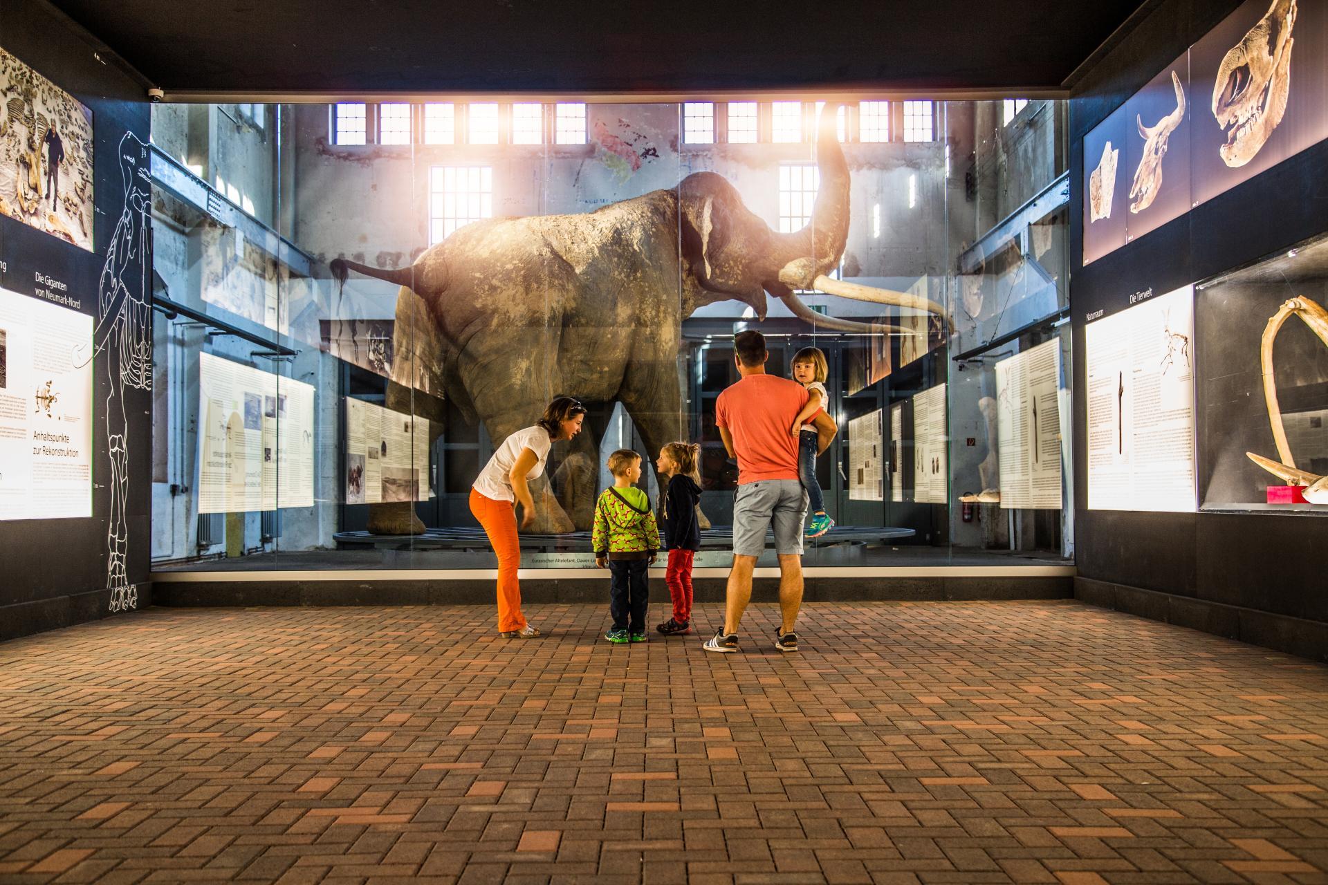 Ausstellung des Waldelefanten in der Zentralwerkstatt Pfännerhall