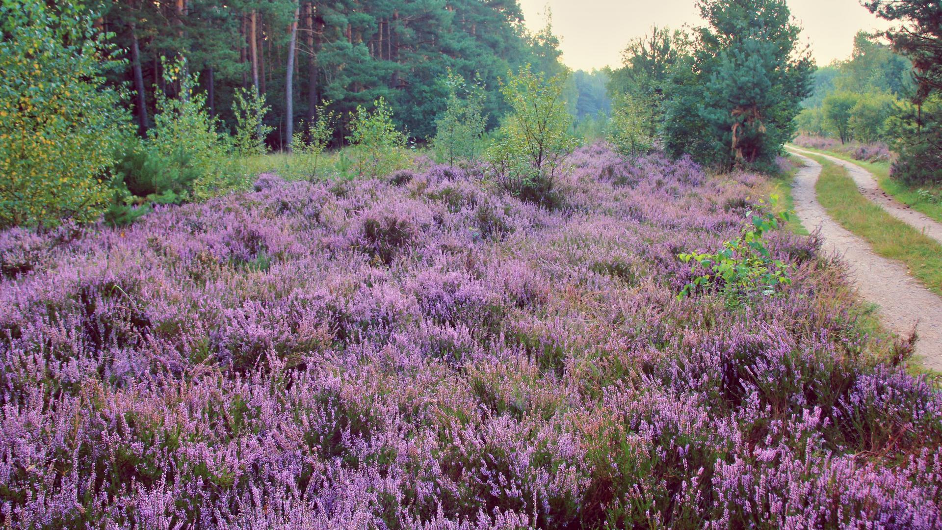 Heather blossom in the Düben Heath