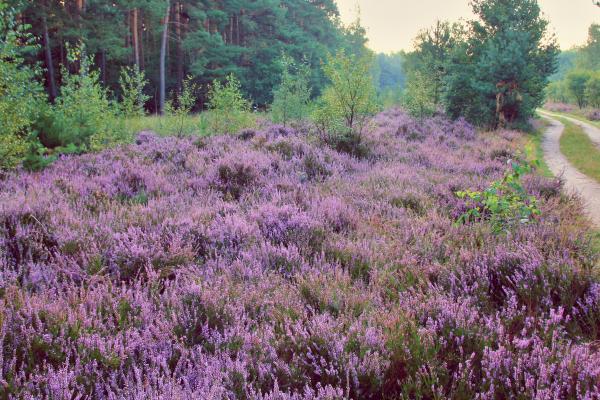 Heather blossom in the Düben Heath