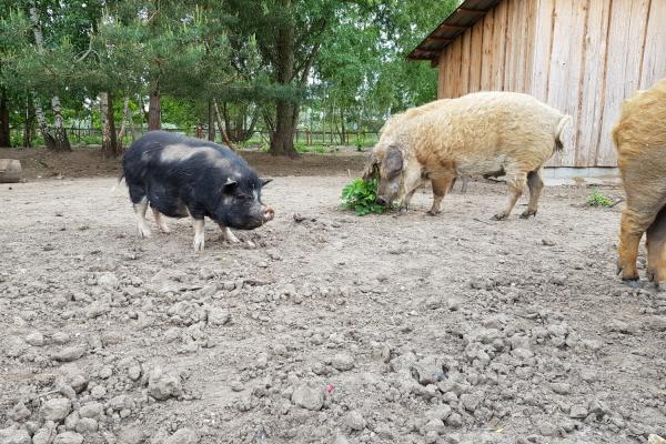 Animal enclosure at the Gröbern lake